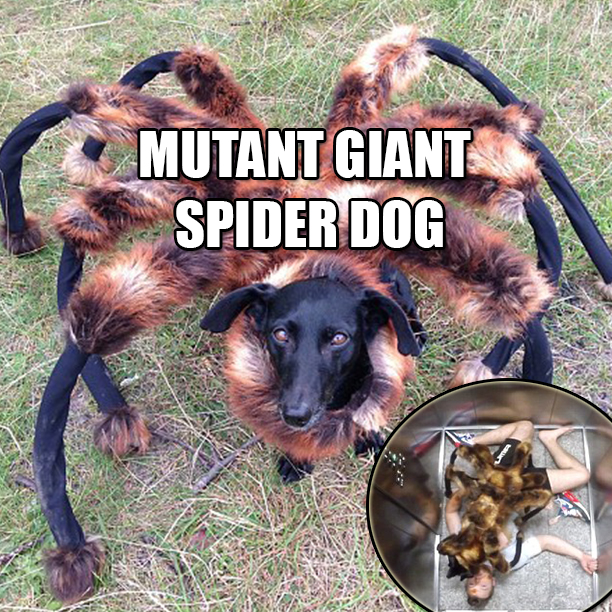 dog_dresses_up_as_spider_and_scares_people1
